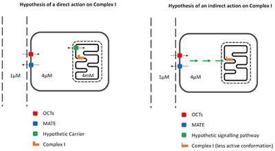 Metformin-Induced Mitochondrial Complex I Inhibition: Facts, Uncertainties, and Consequences